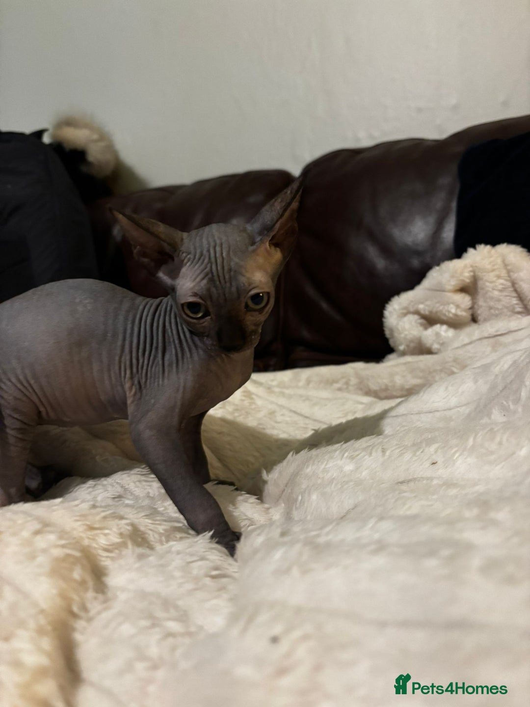 Sphynx cats for sale: Beautiful black female sphynx for sale  - Image 2