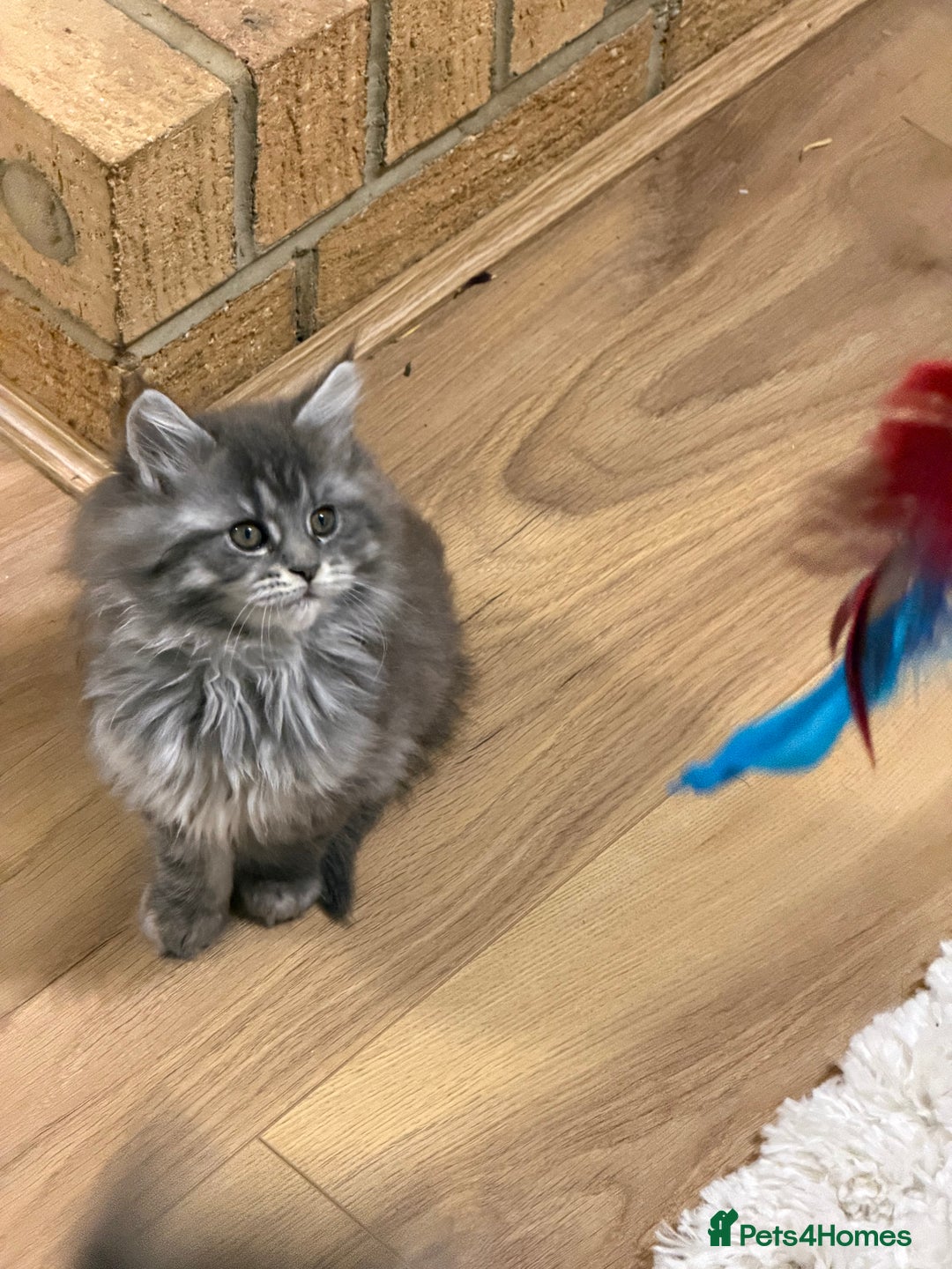 Maine Coon cats for sale: Maine Coon - Advert 8