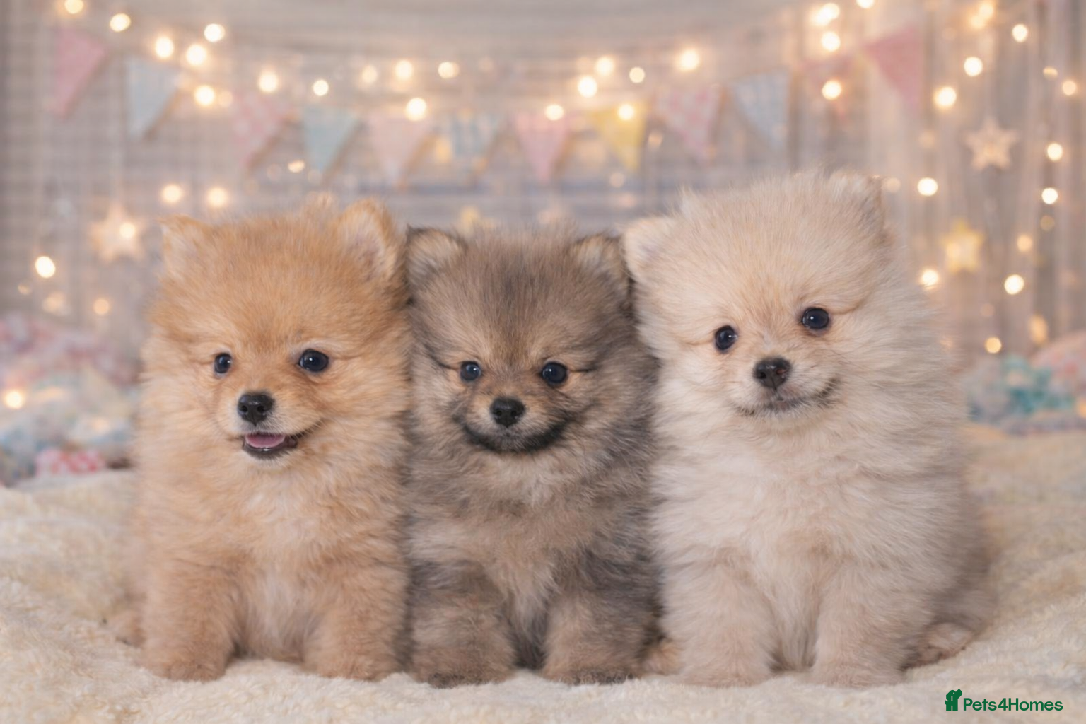 Pomeranian dogs Kc reg stunning pomeranian puppies ready now  - Advert 10