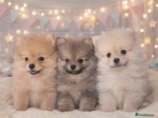 Pomeranian dogs Kc reg stunning pomeranian puppies ready now - Advert 3