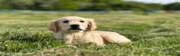 Golden Retriever dogs for sale: Pedigree Golden Retriever Cream Female - Advert 3