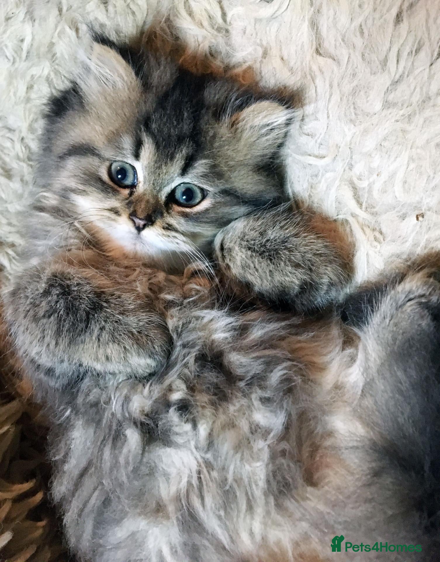 Persian cats Lovely persian kittens - Advert 5