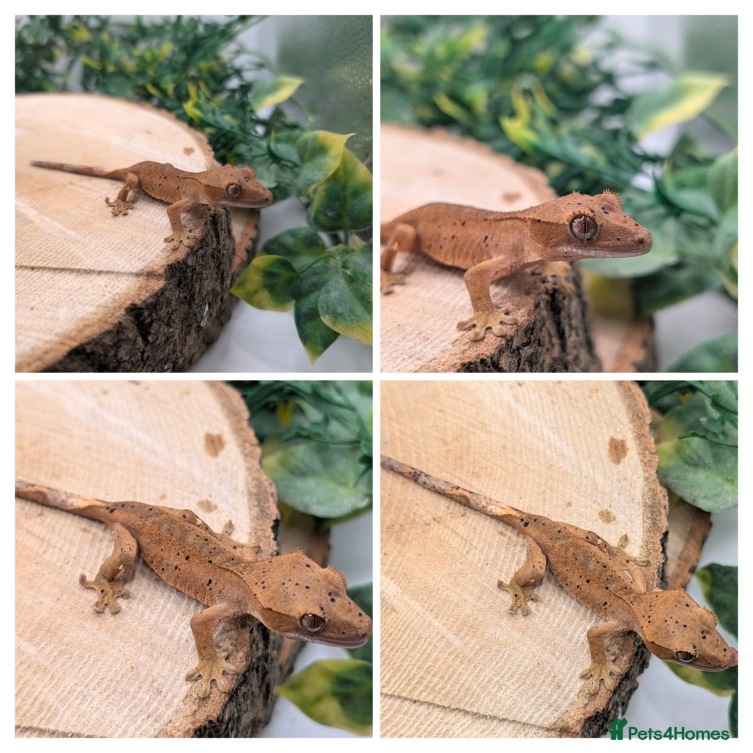 Gecko reptiles for sale: Mixed Morph Crested Gecko - Advert 10