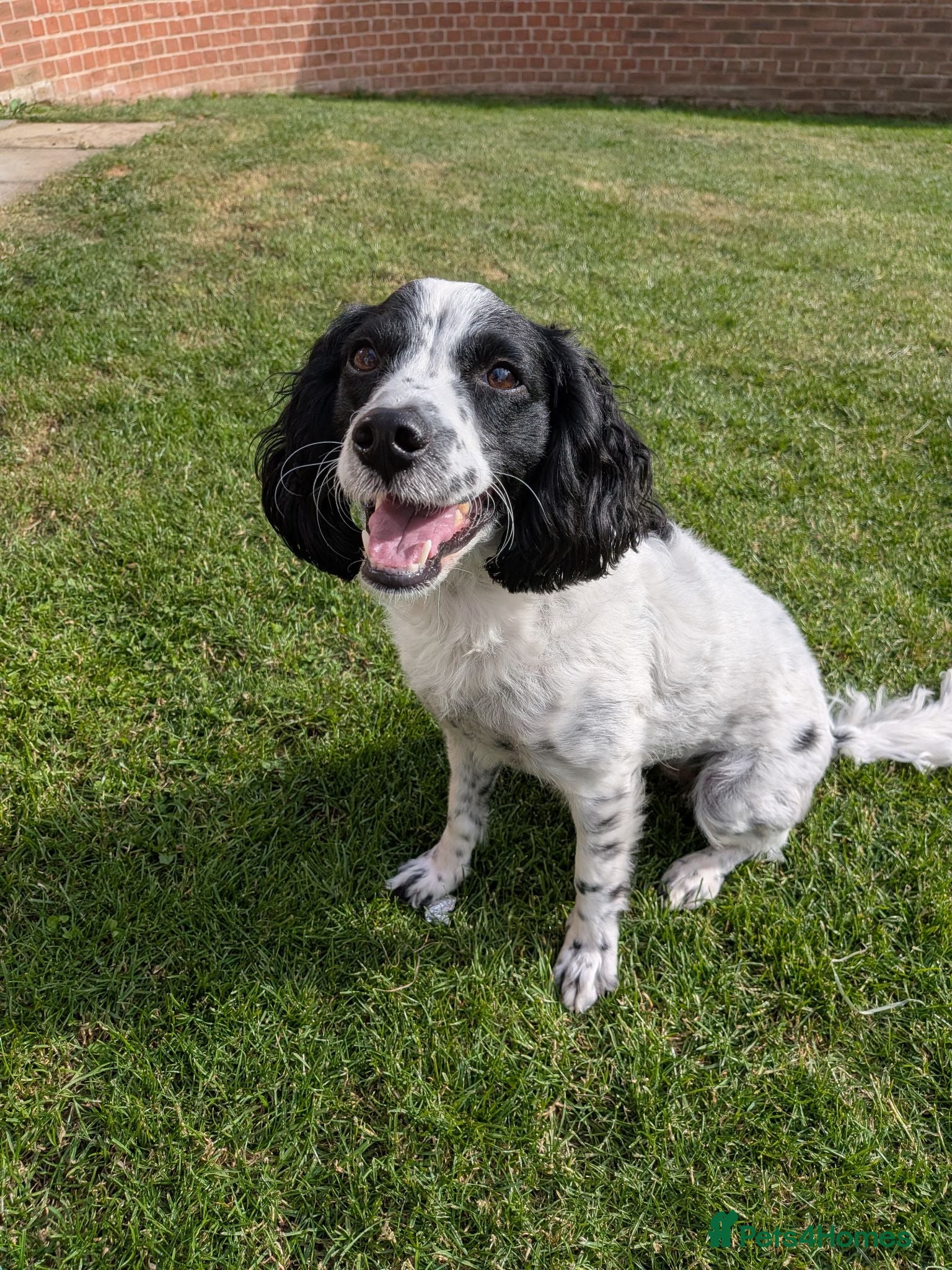 English Springer Spaniel dogs Dottie - Advert 2