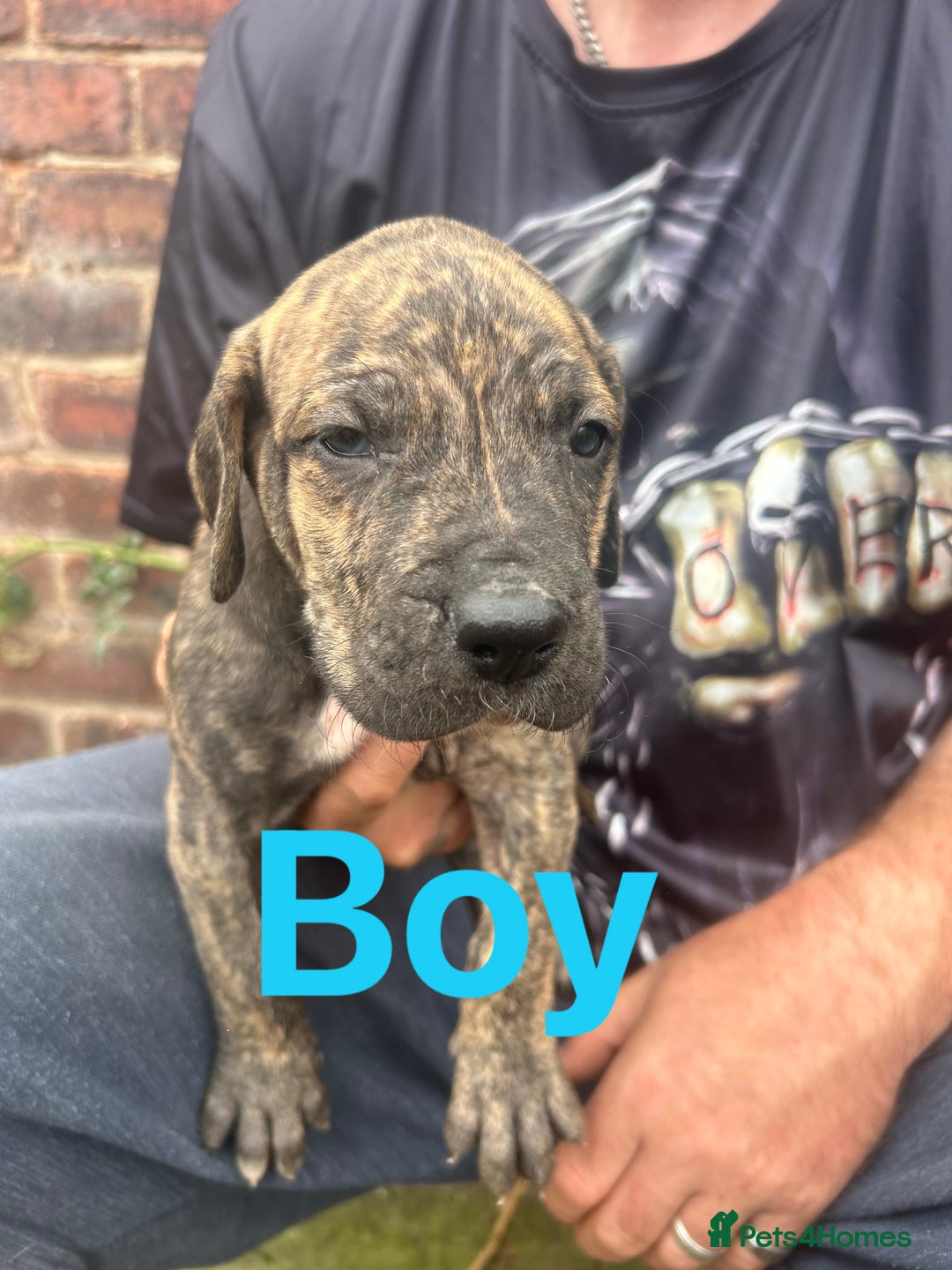Mixed Breed dogs for sale: Daniff Puppies. Great Dane x Mastiff Ready 23/08 - Image 5