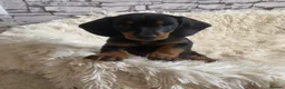 Dachshund dogs for sale: SOLD  - Advert 1