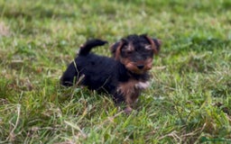 Welsh Terrier dogs for sale: WELSH TERRIER BOY PUPPY - Image 6