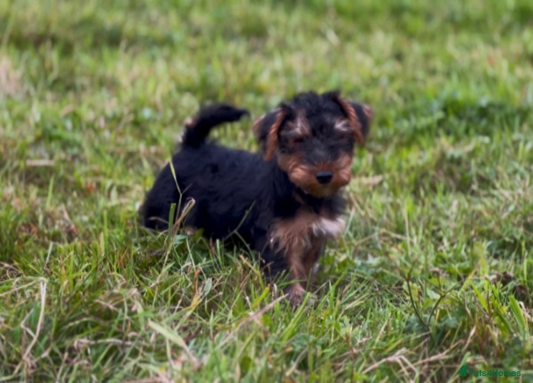 Welsh Terrier dogs for sale: WELSH TERRIER BOY PUPPY - Image 6