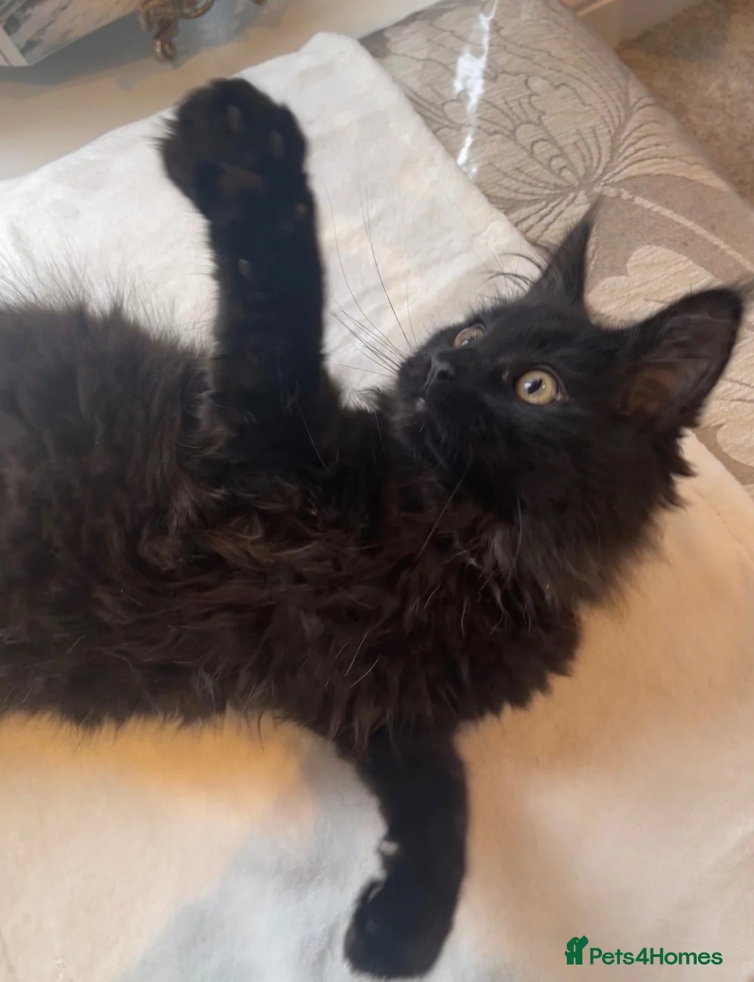 Maine Coon cats for sale: Champion line maine coon girls - Advert 3