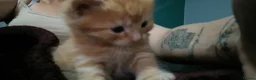 Domestic Shorthair cats for sale: For gorgeous male kittens - Advert 5