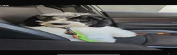 Cockapoo dogs for stud: Stud  - Advert 1