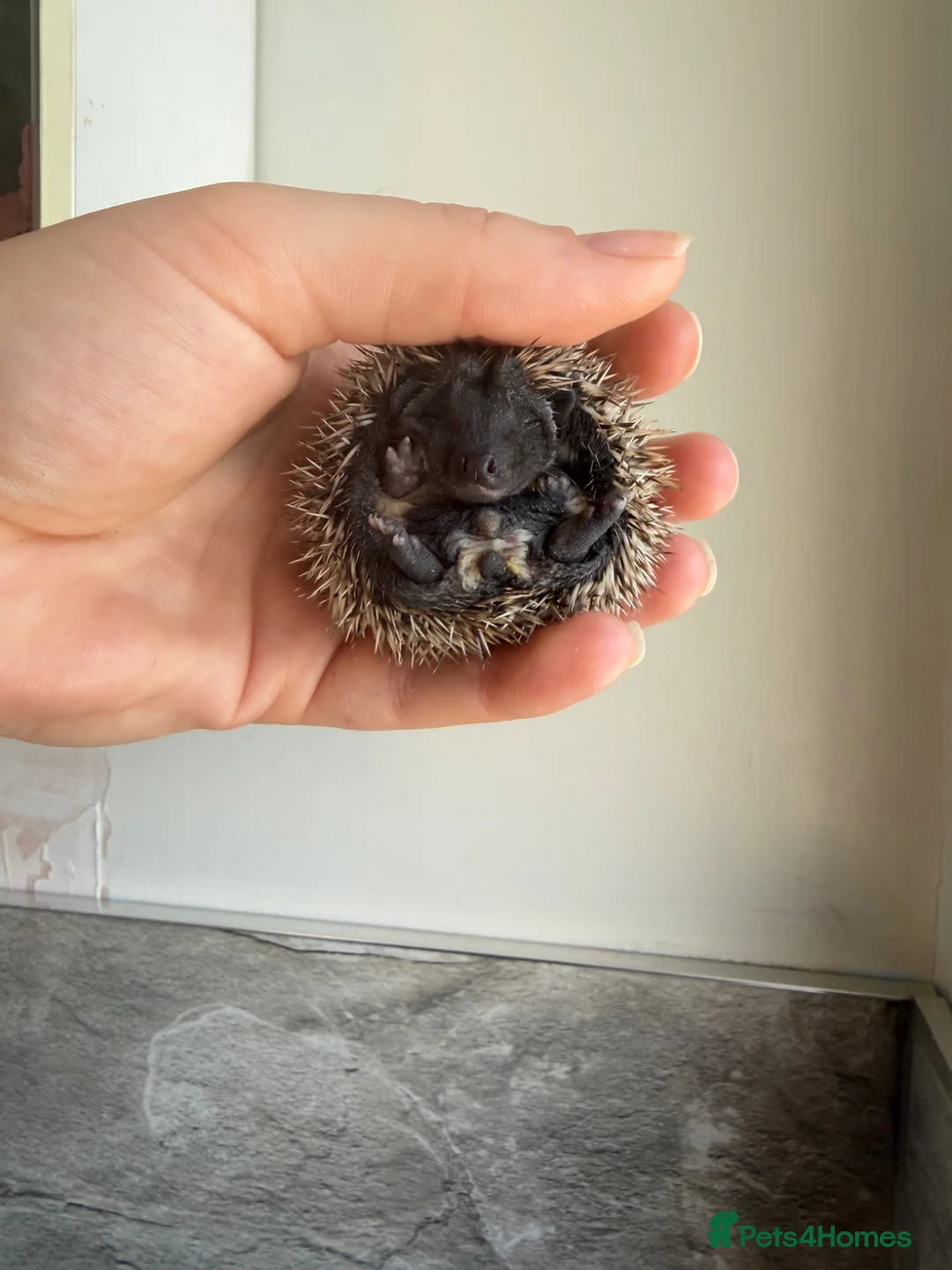 Pygmy Hedgehog rodents for sale: African Pygmy hedgehogs- litters in nest. - Advert 2