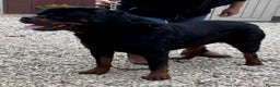 Rottweiler dogs for sale: Proper big old fashioned Rottie  pups ready now  - Advert 23