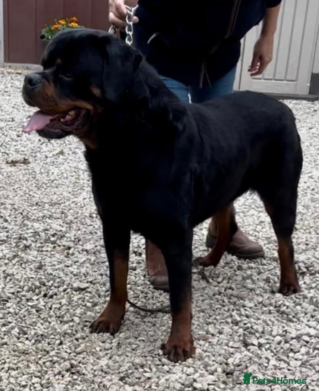 Rottweiler dogs for sale: Proper big old fashioned Rottie  pups ready now  - Advert 23
