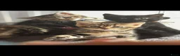 Bengal cats for sale: bengal cross kittens - Advert 7