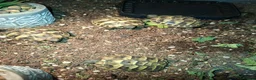 Hermann Tortoise reptiles for sale: Herman tortoises  in Canvey Island - Advert 4