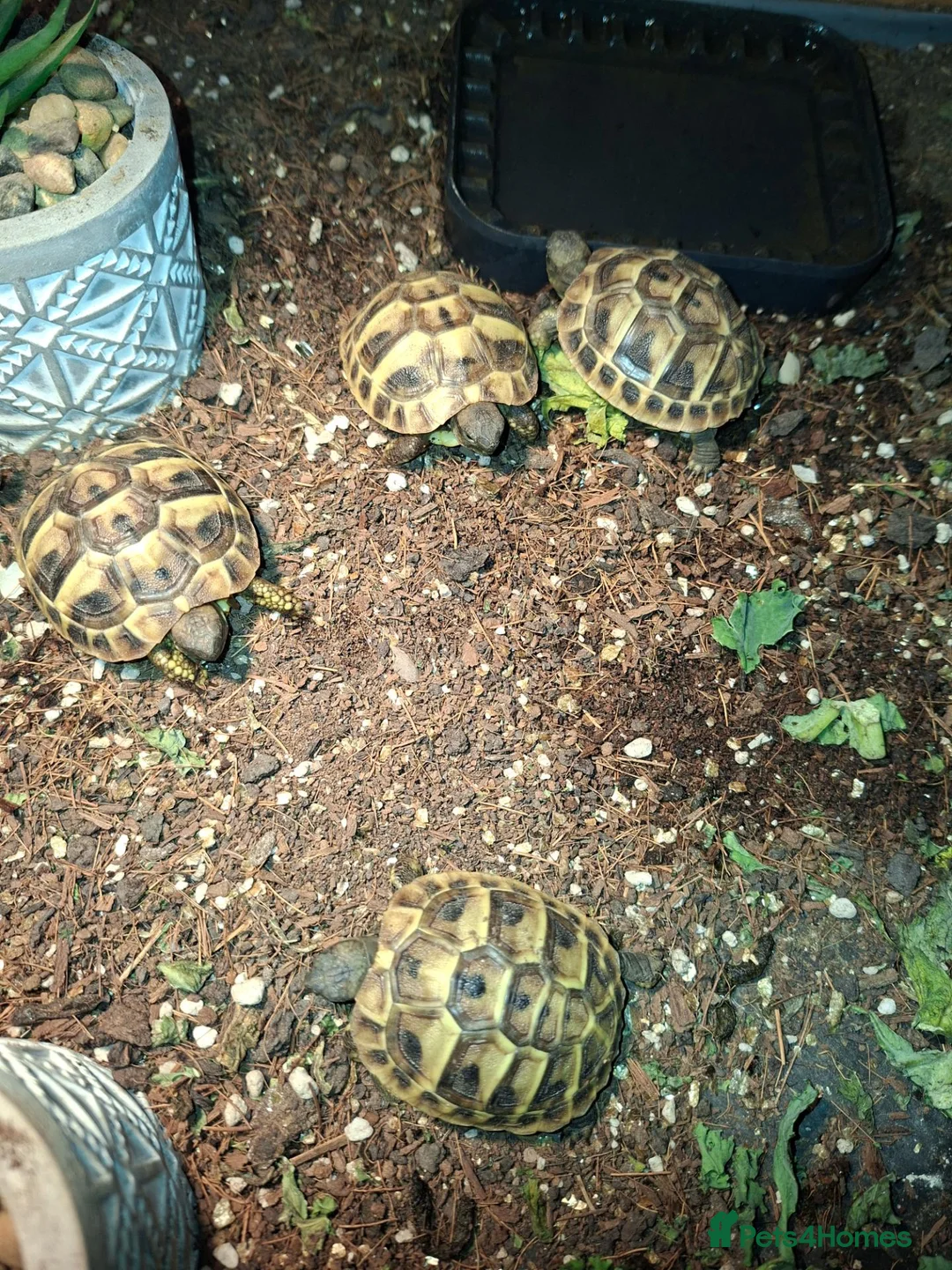 Hermann Tortoise reptiles for sale: Herman tortoises  in Canvey Island - Advert 4