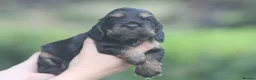 Cocker Spaniel dogs for sale: Fully Health Tested Show Type Cocker Spaniels  - Advert 19