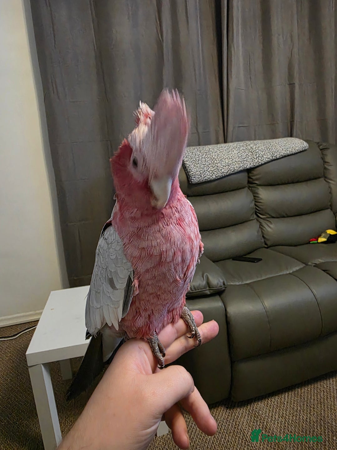 Cockatoo birds for sale: Hand reared galah cockatoo  - Advert 2