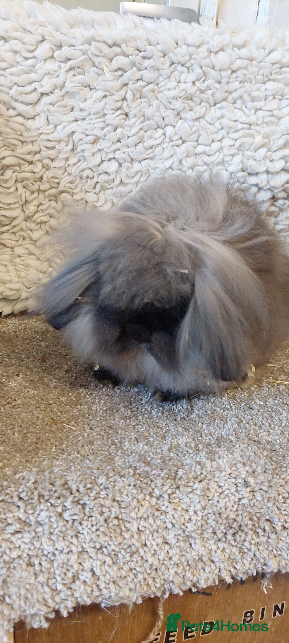 Mini Lion Lop rabbits Mini lionlop buck & doe  - Advert 1