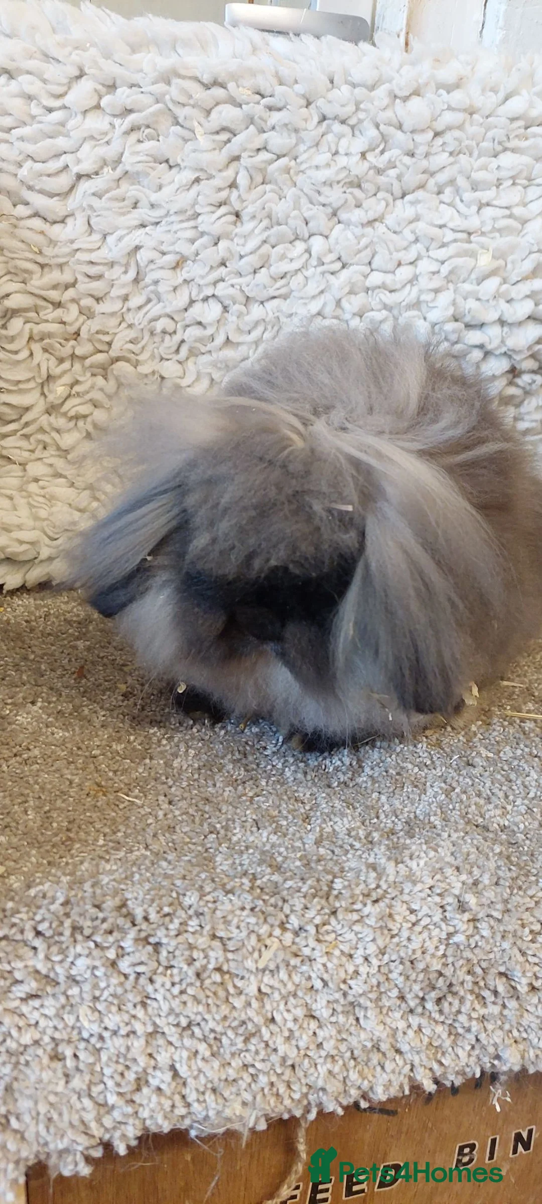 Mini Lion Lop rabbits for sale: Mini lionlop buck & doe  - Advert 1