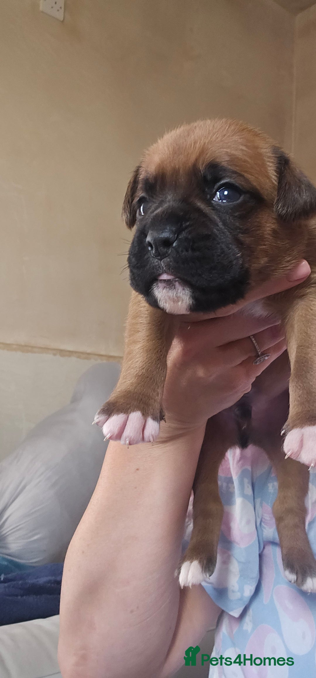 Boxer dogs for sale: *** ONLY 2 LEFT!!! *** - Image 6