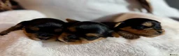 Yorkshire Terrier dogs for sale: Outstanding Pedigree Yorkshire Terrier Puppies ❤️ - Advert 29