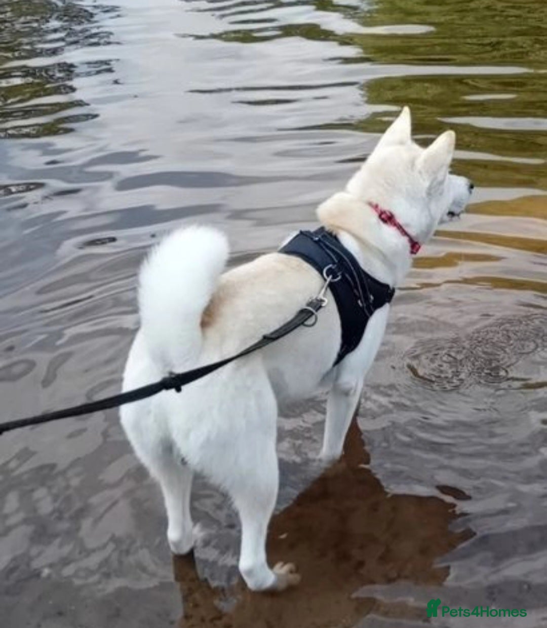 Huskita dogs for sale: 2year 3month male akita×husky looking for 5*home - Advert 6