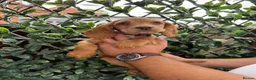 Cocker Spaniel dogs for sale: Beautiful Chunky Golden Cocker Spaniel Puppies.  - Advert 5
