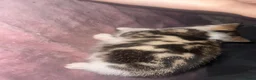 Mixed Breed cats for sale: Kittens - Advert 6