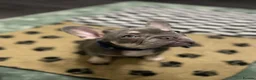 French Bulldog dogs for sale: 🐾 Beautiful French Bulldog Puppies 🐾 - Advert 4