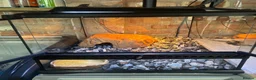 Leopard Gecko reptiles for sale: 2 mature tangerine leopard geckos  in Hornchurch - Advert 3