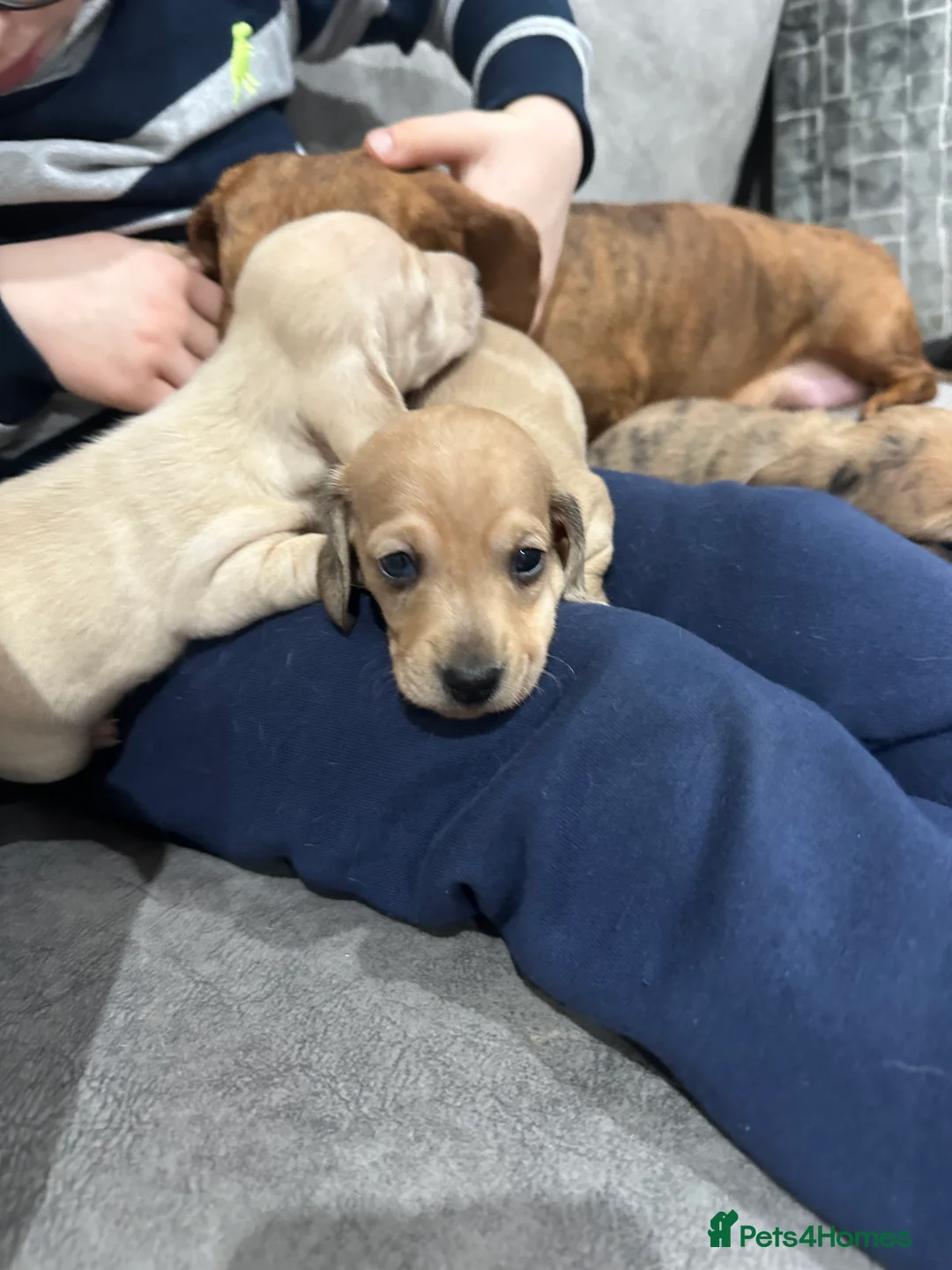 Miniature Dachshund dogs for sale: Miniatures dachshunds - Advert 7