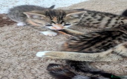 Mixed Breed cats for sale: Mixed Breed Kittens  - Image 8