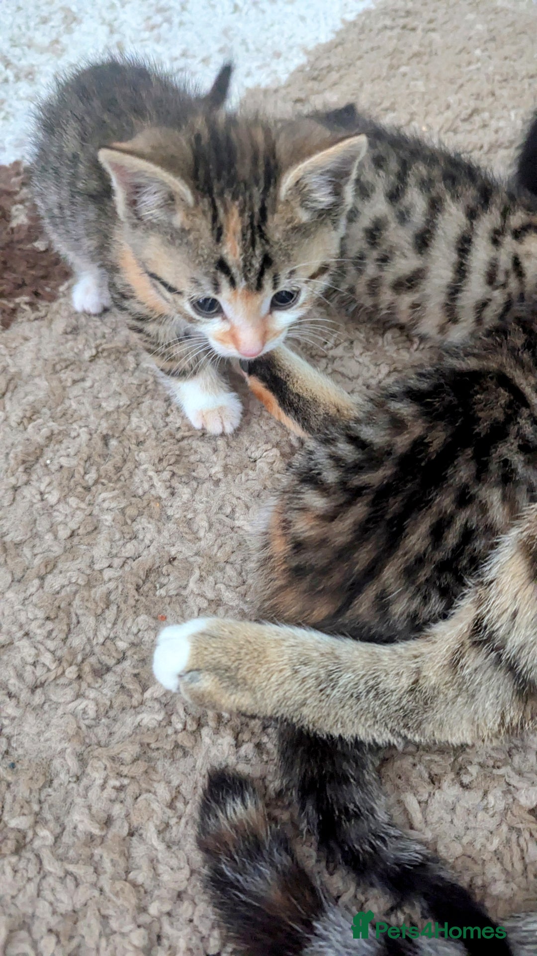 Mixed Breed cats for sale: Mixed Breed Kittens  - Image 8