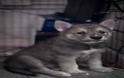 Shepsky dogs for sale: Siberian husky hybrids  - Image 7