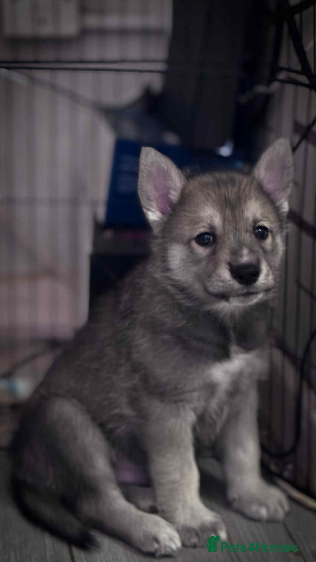 Shepsky dogs for sale: Siberian husky hybrids  - Image 7