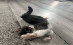 Mixed Breed cats for sale: Mixed breed kittens - Image 6
