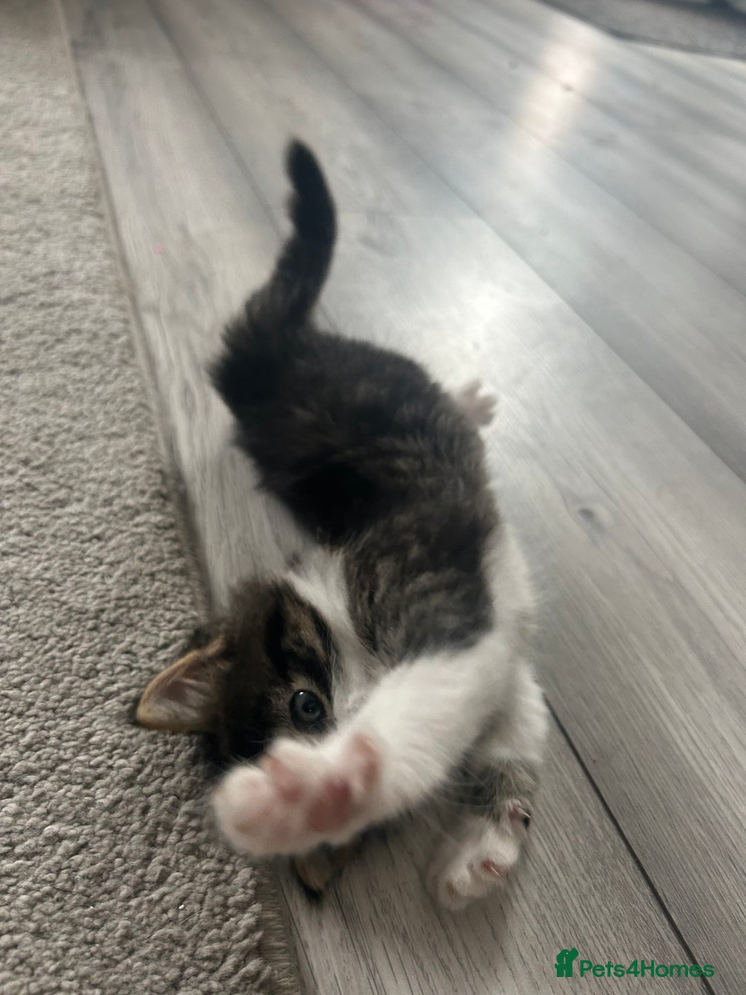 Mixed Breed cats for sale: Mixed breed kittens - Image 6