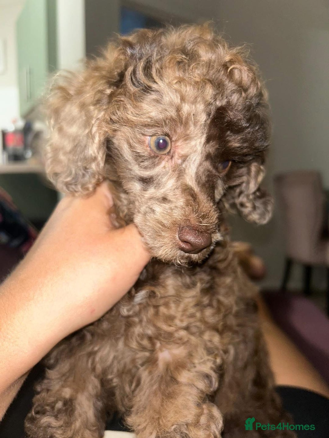 Toy Poodle dogs for sale: Chocolate Merle Kc parents toy poodle female  - Advert 4