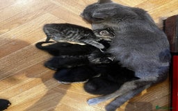 Mixed Breed cats for sale: Adorable Kittens Ready to Leave soon - Advert 7