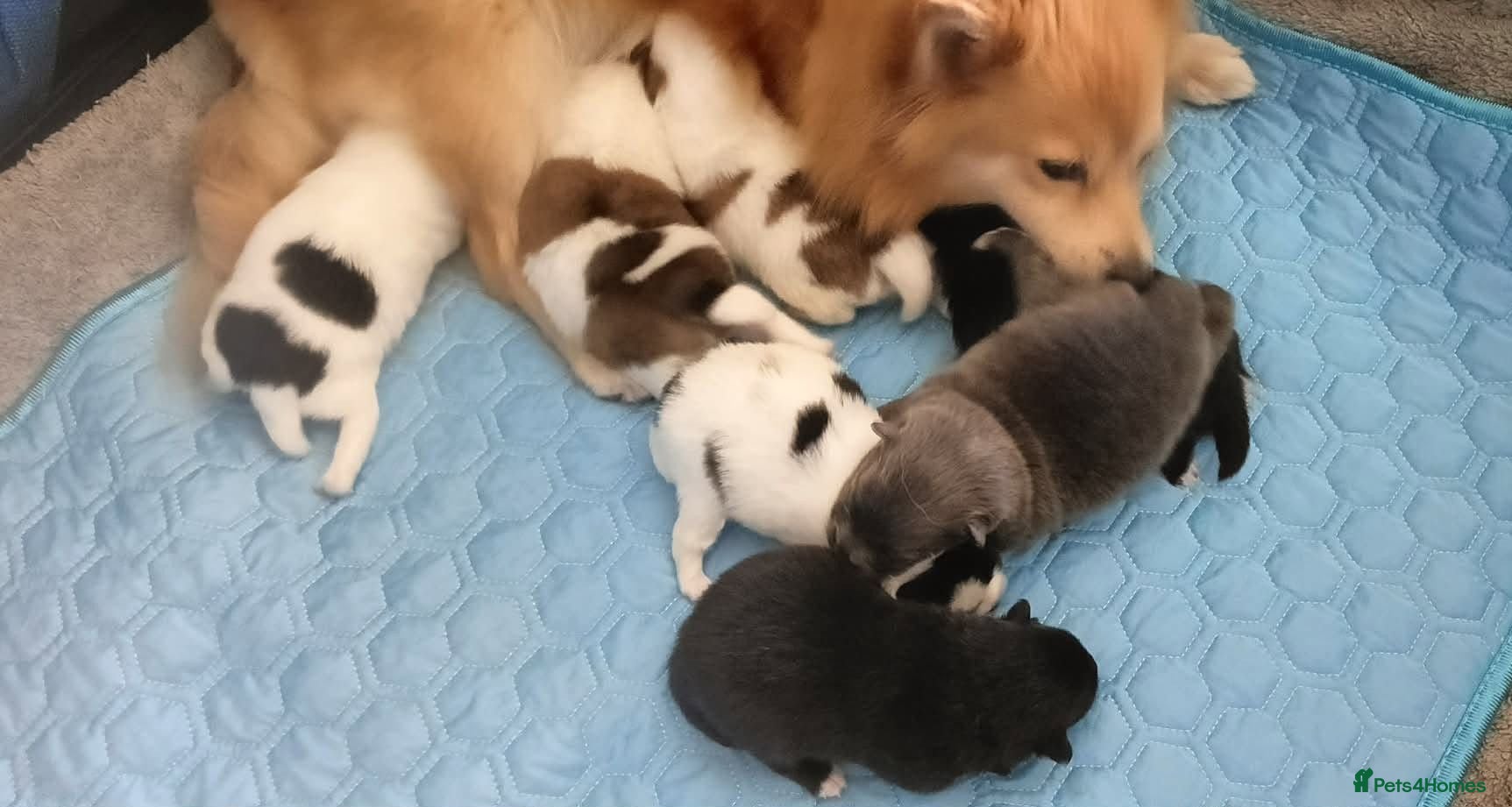 Pomeranian dogs pomeranian puppies  forsale - Advert 9