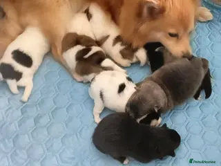 Pomeranian dogs pomeranian puppies forsale - Advert 1