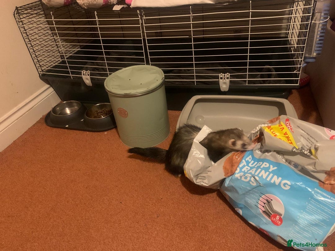 Ferret rodents for sale: Friendly cute ferret looking for a good home  - Advert 4