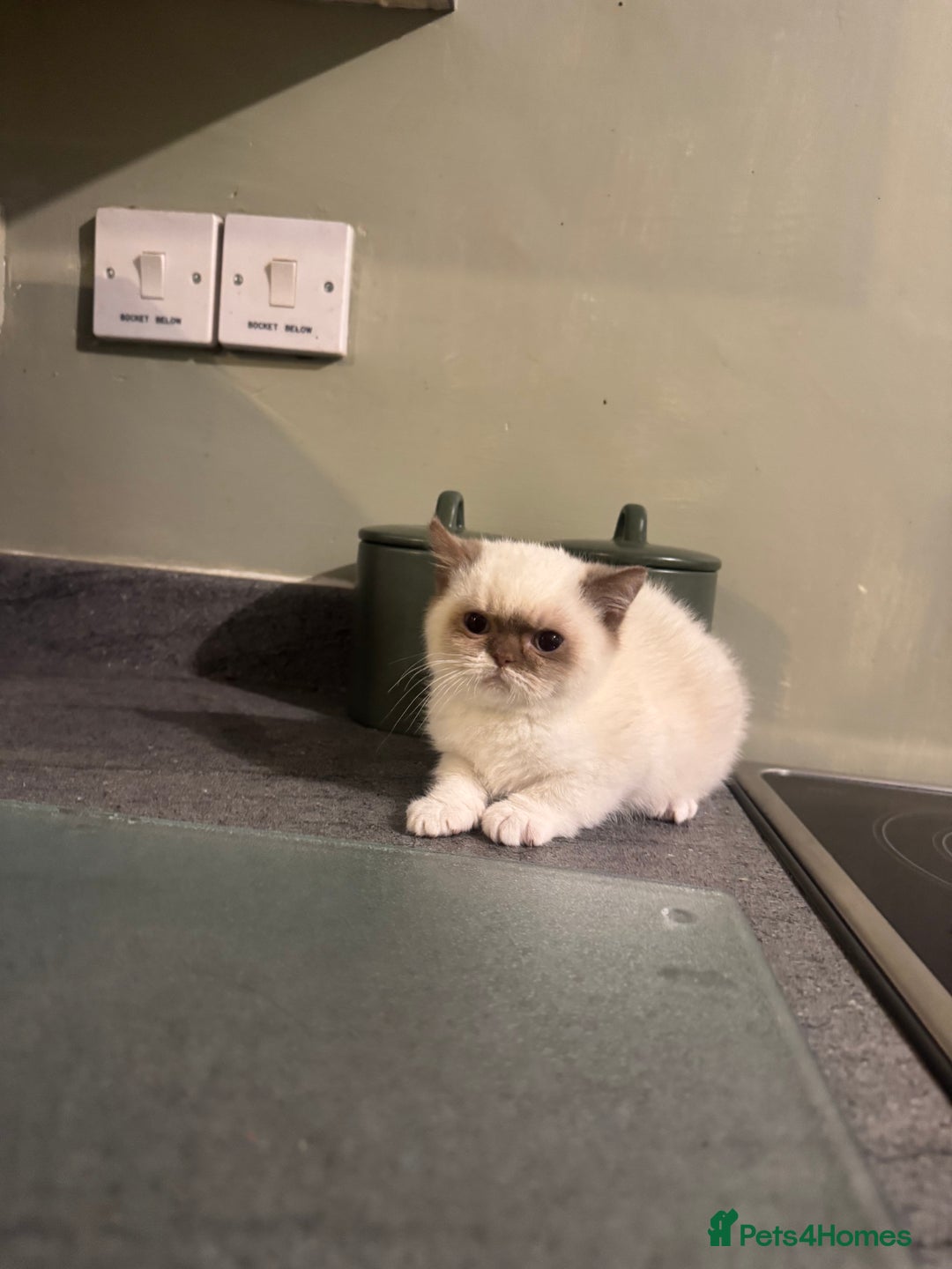 British Shorthair cats for sale: Cinnamon bi colour colourpoint  - Advert 3