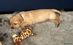 Labrador Retriever dogs for sale: 4 Labrador pups for sale - Image 9