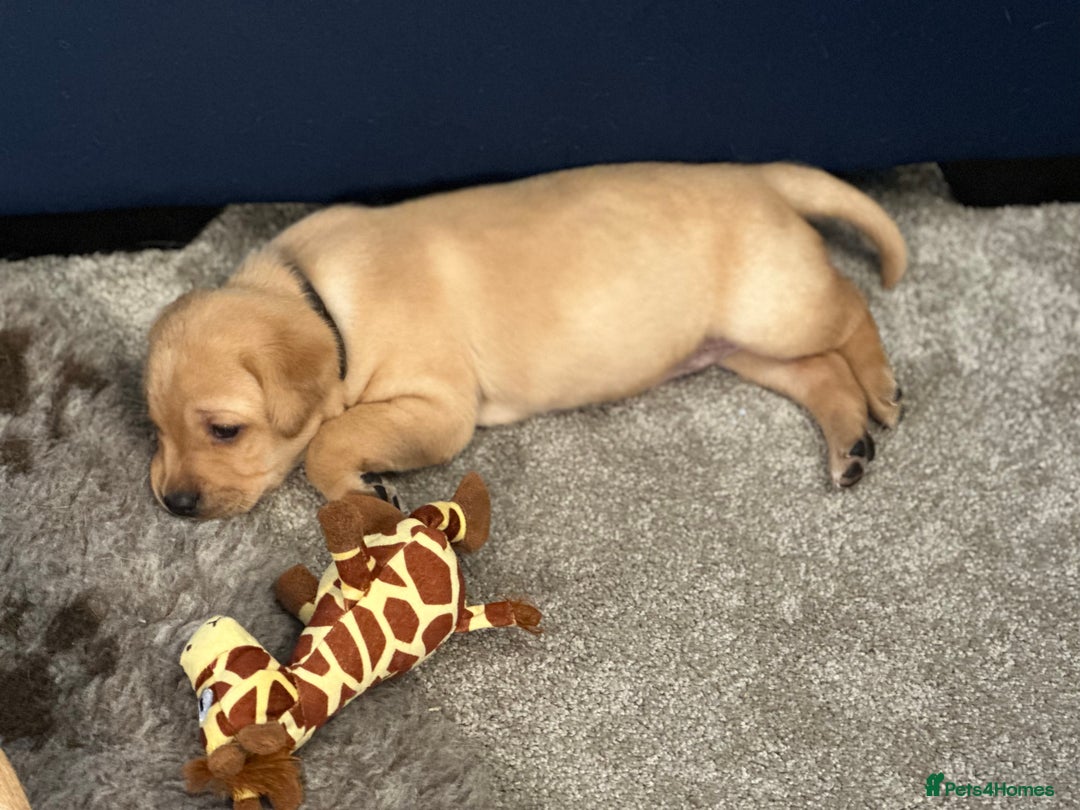 Labrador Retriever dogs for sale: 4 Labrador pups for sale - Image 9