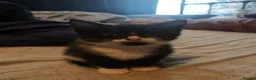 Domestic Shorthair cats for sale: Beautiful sweet boy - Advert 2