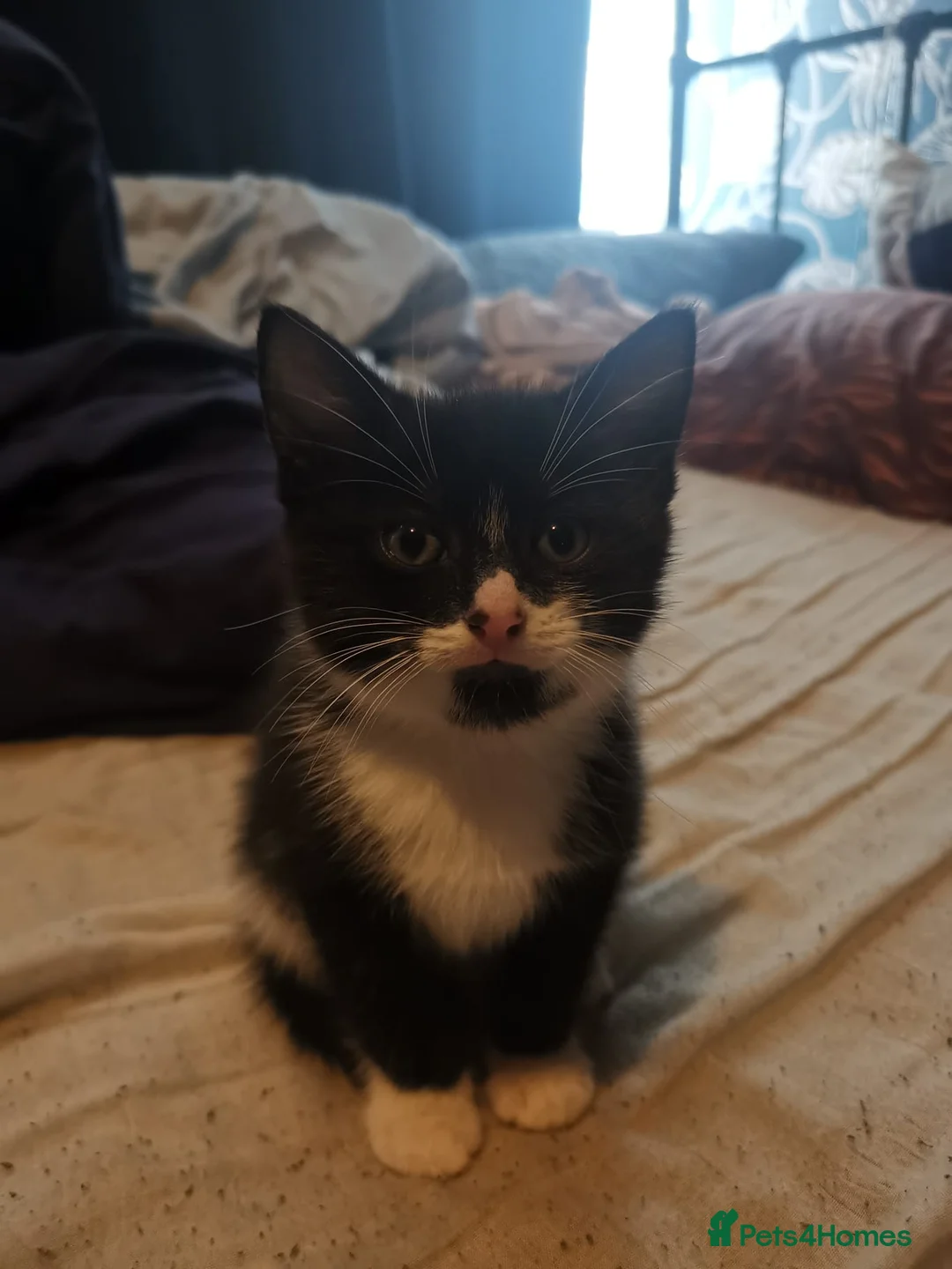 Domestic Shorthair cats for sale: Beautiful sweet boy - Advert 2