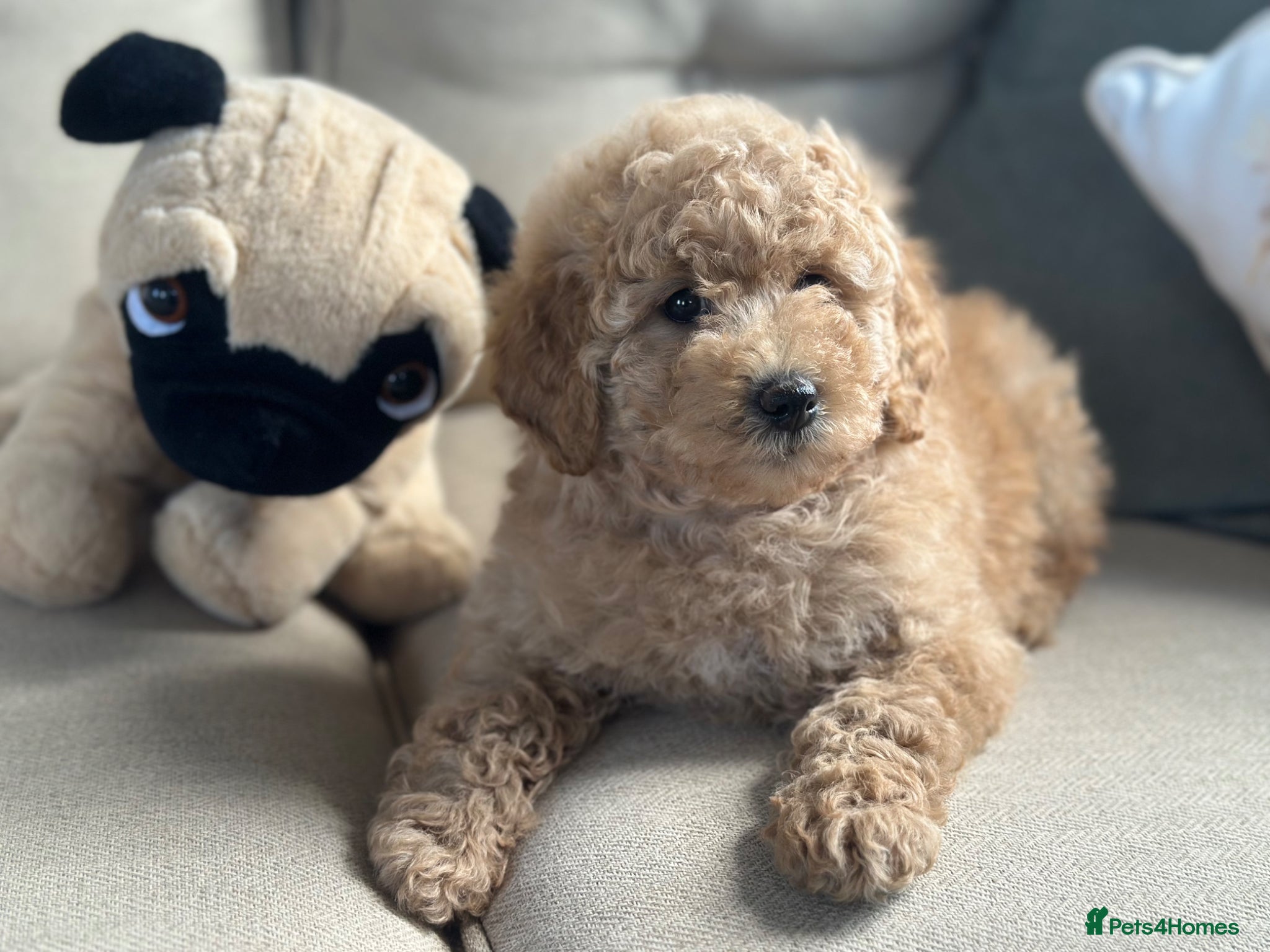 Goldendoodle dogs F1B MINI/MEDIUM GOLDENDOODLES FULL HEALTH CHECKED  - Advert 1